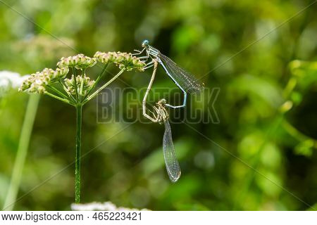 White Legged Damselfly Or Blue Featherleg Male, Sitting On A Dry Stalk Of Grass, Closeup. Genus Spec