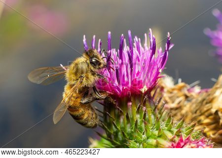 Bee Colecting Polen From A Greater Burdock Arctium Lappa Flower Closeup