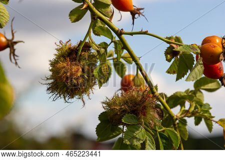 Rose Bedeguar Gall, Robin's Pincushion Gall, Moss Galls Diplolepis Rosae On Rose