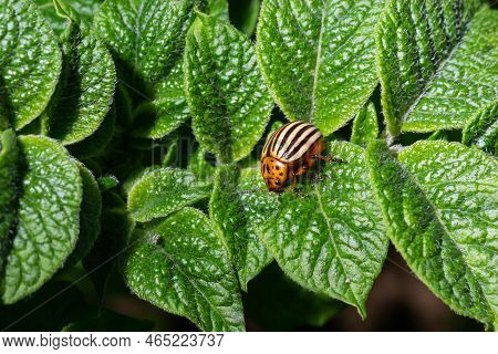Colorado Potato Beetle Eats Green Potato Leaves Closeup. Leptinotarsa Decemlineata. Adult Colorado B