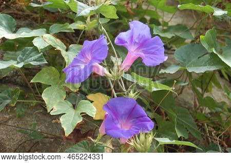 Soft Focus. Morning Glory Flowers. Ipomoea Indica .family Convolvulaceae, Ocean Blue Morning Glory .