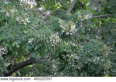 Cork Tree, Indian Cork Tree Or Millingtonia Hortensis Linn Or Bignoniaceae Plant And Sky Background
