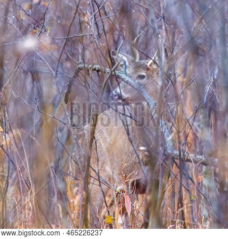 White-tailed Buck (odocoileus Virginianus) In Thick Brush During Fall In Wisonsin. Selective Focus, 