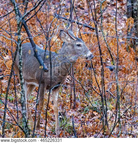 White-tailed Buck (odocoileus Virginianus) In Thick Brush During Fall In Wisonsin. Selective Focus, 