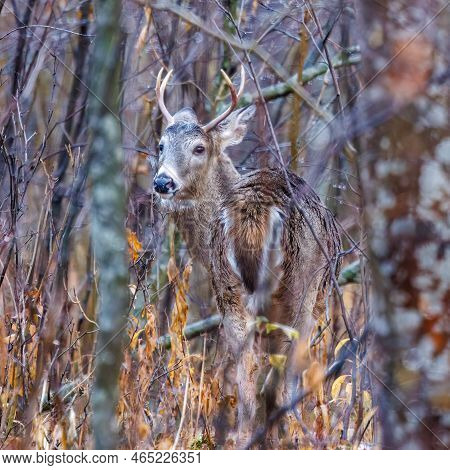White-tailed Buck (odocoileus Virginianus) In Thick Brush During Fall In Wisonsin. Selective Focus, 