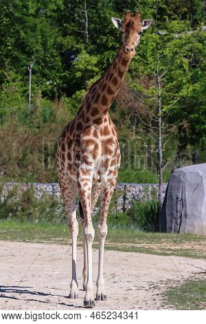Portrait Shot Of Young Beautiful Healthy Female Giraffe .