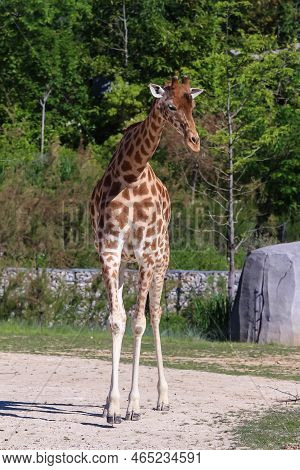 Portrait Shot Of Young Beautiful Healthy Female Giraffe .