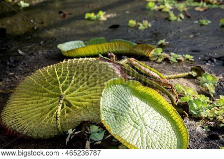 The Leaves Of The Giant Water Lily (victoria Cruziana) In A Pool That Has Just Been Drained.