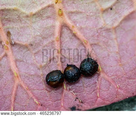 The Seed Of The Giant Water Lily (victoria Cruziana), As You Usually Never See. It Is Harvested In T