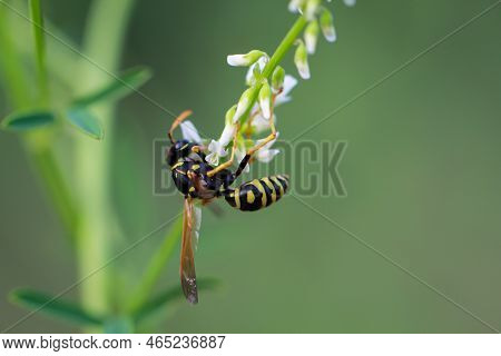 A Gallic Field Wasp (polistes Dominula, Stage: Imago) On A Meadow Plant.