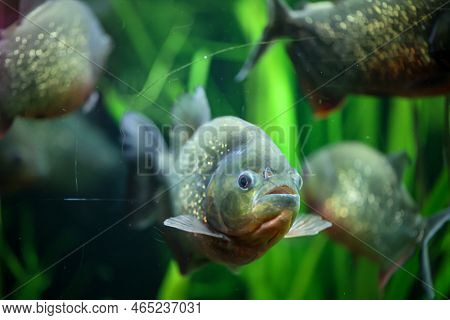 Portrait Of A Piraya (pygocentrus Piraya) In An Aquarium.