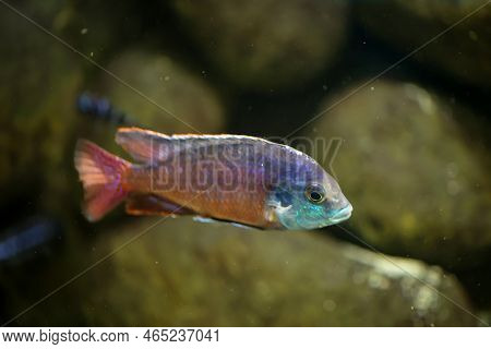 Portrait Of A Colorful Malawi Cichlid In The Aquarium.