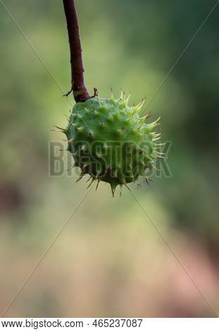 A Chestnut In Its Prickly Cover Hangs From A Chestnut Tree.