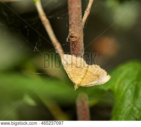 An Ochre Yellow Leafhopper (camptogramma Bilineata) On A Shrub.