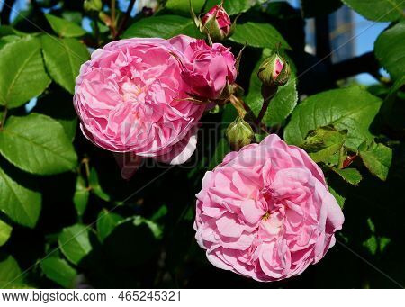 A Beautiful Pink Rose In A Garden At Spring Time