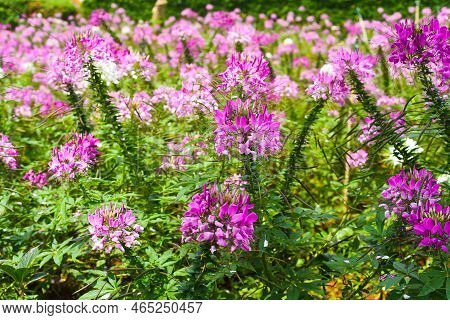 Field Of Cleome Spinosa Flowers Or Spiny Spiderflower In Da Lat In Vietnam