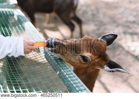 Vietnamese Sika Deer (cervus Nippon Pseudaxis) Also Known As The Indochinese Sika Deer Eating Carrot