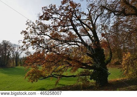Commonly Known As Common, Pedunculate, European Oak Or English Oak, Is A Species Of Flowering Plant 