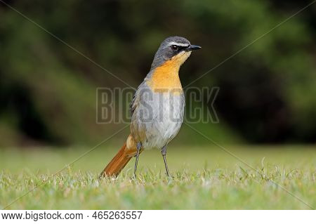 A Colorful Cape Robin-chat (cossypha Caffra) Perched On The Ground, South Africa