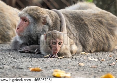 Formosan Macaque, Formosan Rock Monkey Also Named Taiwanese Macaque In The Wild.