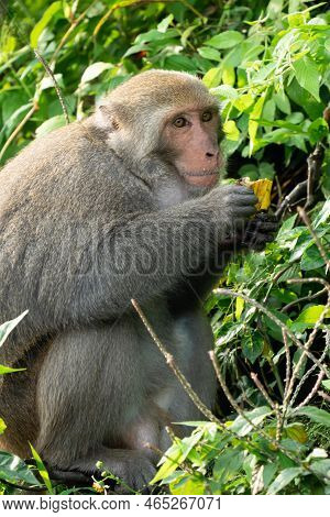 Formosan Macaque, Formosan Rock Monkey Also Named Taiwanese Macaque In The Wild.