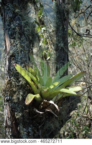 Epiphyten Parasite Plant Tree Dschungle Sky Bolivia
