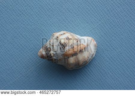 Seashell Of Sea Snail Of Southern Oyster Drill Or Redmouthed Rocksnail (stramonita Haemastoma) On A 