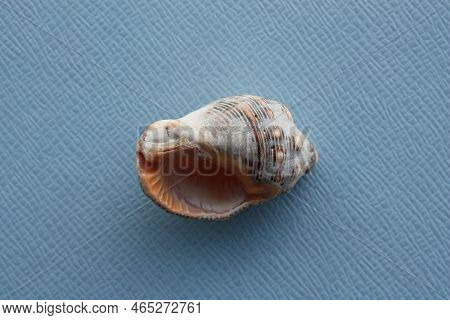 Seashell Of Sea Snail Of Southern Oyster Drill Or Redmouthed Rocksnail (stramonita Haemastoma) On A 