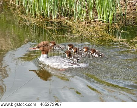 Small, Fluffy Chicks Together With Mother Of The Goosander (common Merganser) (mergus Merganser) Swi