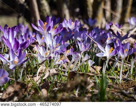 Beautiful Macro Shot Of Violet Spring Crocuses (crocus Vernus) Flowering With Visible Orange Pollen 