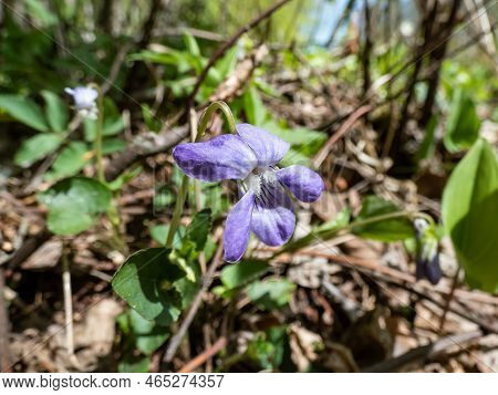 Close-up Shot Of The Common Dog-violet Or Wood Violet (viola Riviniana) With Dark Green, Heart Shape