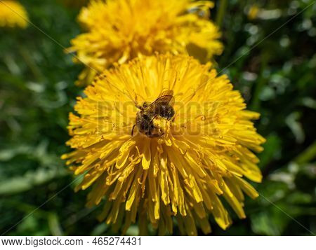 Macro Shot Of A Single Bee Covered With Yellow Pollen On A Yellow Dandellion Flower (lion's Tooth) F