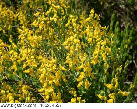 The German Greenweed (genista Germanica) Growing In The Park And Blooming With Yellow Flowers, That 