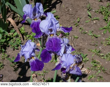 Close-up Shot Of The Bearded Iris Or German Bearded Iris (iris 