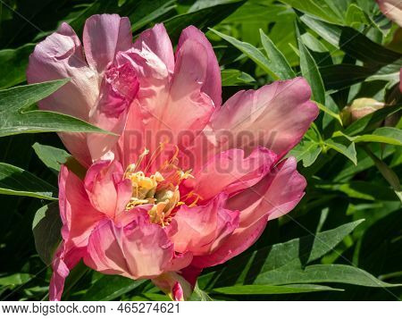 Itoh Peony (paeonia) 'julia Rose' Flowering With Single To Double Blossoms Changing Color From Cherr