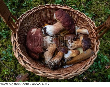 Wooden Baskets On The Ground Full With Edible Mushrooms - Russula Rosea, Chanterelles, Boletus, Cham