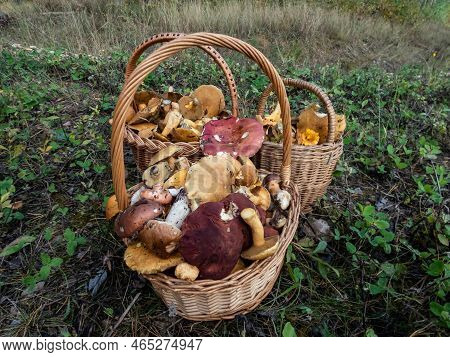 Wooden Baskets On The Ground Full With Edible Mushrooms - Russula Rosea, Chanterelles, Boletus, Cham