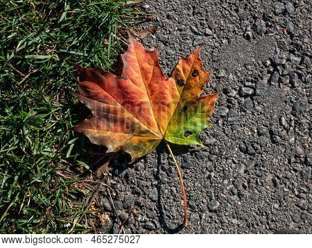 Close-up Shot Of Big Maple Leaf On The Ground In Autumn. Maple Leaf Changing Colours From Green To Y