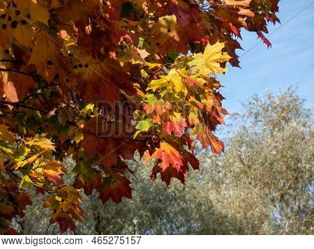 View Of Branches Of Big Maple Tree Full With Leaves Changing Colours From Green To Yellow, Orange An