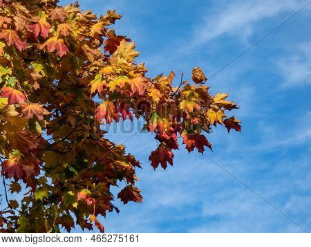 View Of Branches Of Big Maple Tree Full With Leaves Changing Colours From Green To Yellow, Orange An