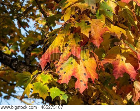 View Of Branches Of Big Maple Tree Full With Leaves Changing Colours From Green To Yellow, Orange An
