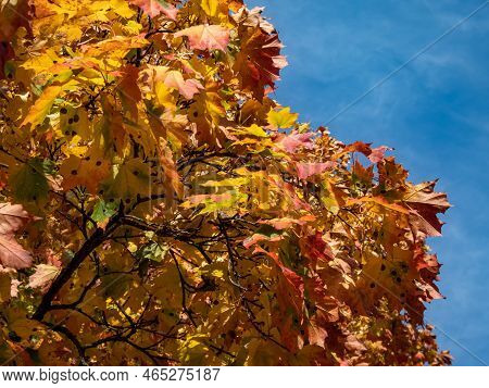 View Of Branches Of Big Maple Tree Full With Leaves Changing Colours From Green To Yellow, Orange An