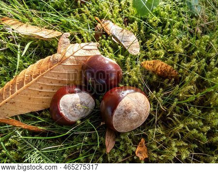 Close-up Of A Pile Of Fresh Horse Chestnuts (aesculus Hippocastanum) On A Green Moss. Autumn Backgro