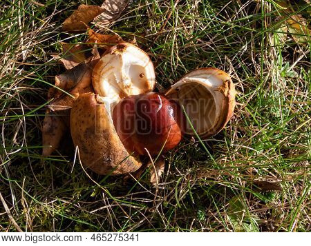 Close-up Of Fresh Horse Chestnuts (aesculus Hippocastanum). Autumn Background With Ripe Brown Horse 