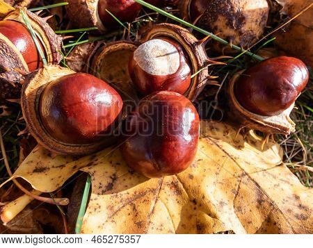 Close-up Of Fresh Horse Chestnuts (aesculus Hippocastanum) Among Dry Leaves. Autumn Background With 