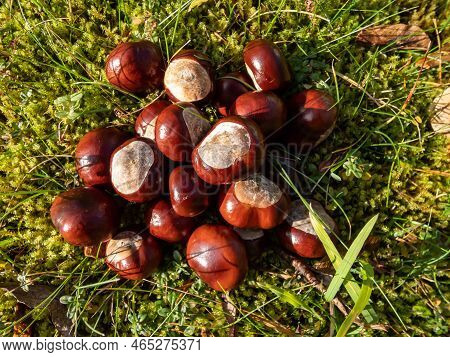 Close-up Of A Pile Of Fresh Horse Chestnuts (aesculus Hippocastanum) On A Green Moss. Autumn Backgro
