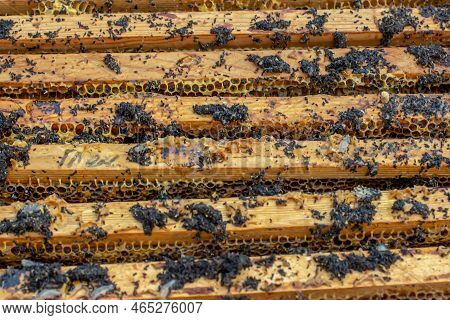 Ends Of Frame Stained With Wax Moth Dropping. Wax Moth Larvae On An Infected Bee Nest. Cover Of The 