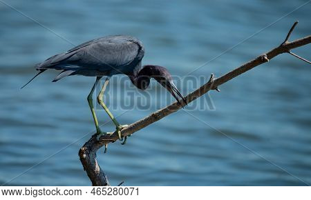 Telescopic: A Little Blue Heron Perches On A Branch Over The Inter-coastal Waterway In Merritt Islan