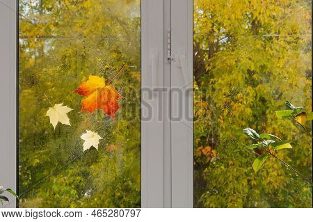 Maple Leaves Are On The Window Glass With Raindrops. Outside The Window Are Trees With Yellow Leaves