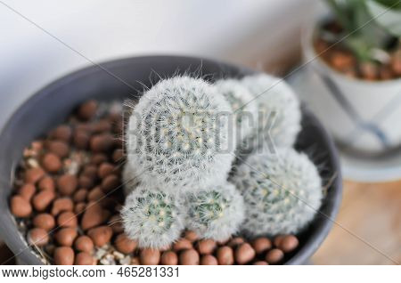 Mammillaria Carmenae ,mammillaria Or Cactus Or Succulent Plant